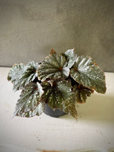 Cargar imagen en el visor de la galería, Begonia caracol