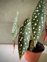 Cargar imagen en el visor de la galería, Begonia Polka Dot