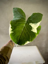 Cargar imagen en el visor de la galería, Alocasia Mickey Mouse