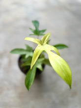 Cargar imagen en el visor de la galería, Philodendron Florida Ghost – Coleccionable (Tiesto 6”)