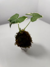 Cargar imagen en el visor de la galería, Kokedama en Base de Cerámica — Mini Escultura Botánica