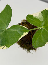 Cargar imagen en el visor de la galería, Kokedama en Base de Cerámica — Mini Escultura Botánica