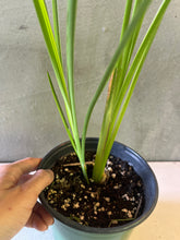 Cargar imagen en el visor de la galería, Vetiver- (Chrysopogon zizanioides)