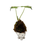 Cargar imagen en el visor de la galería, Kokedama en Base de Cerámica — Mini Escultura Botánica
