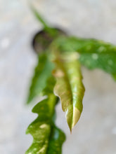 Cargar imagen en el visor de la galería, Philodendron Ring of Fire Variegado – Coleccionable (Tiesto 6”)