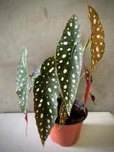 Cargar imagen en el visor de la galería, Begonia Polka Dot