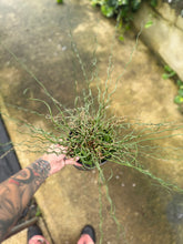 Cargar imagen en el visor de la galería, Juncus Spiralis – Planta Tirabuzón (Tiesto 6”)