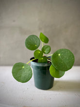 Cargar imagen en el visor de la galería, Pilea peperomioides