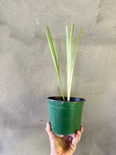 Cargar imagen en el visor de la galería, Vetiver- (Chrysopogon zizanioides)