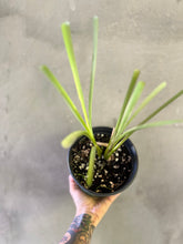 Cargar imagen en el visor de la galería, Vetiver- (Chrysopogon zizanioides)