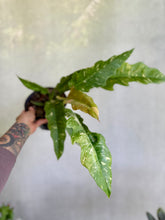 Cargar imagen en el visor de la galería, Philodendron Ring of Fire Variegado – Coleccionable (Tiesto 6”)