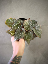 Cargar imagen en el visor de la galería, Begonia caracol