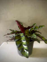 Cargar imagen en el visor de la galería, Calathea Rattlesnake