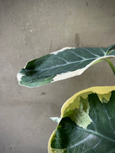 Cargar imagen en el visor de la galería, Alocasia Mickey Mouse