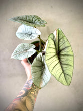 Cargar imagen en el visor de la galería, Alocasia baginda ‘Silver Dragon’