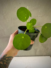 Cargar imagen en el visor de la galería, Pilea peperomioides