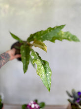 Cargar imagen en el visor de la galería, Philodendron Ring of Fire Variegado – Coleccionable (Tiesto 6”)