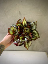 Cargar imagen en el visor de la galería, Begonia Rex