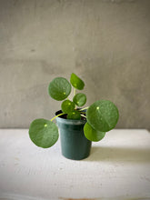 Cargar imagen en el visor de la galería, Pilea peperomioides