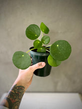 Cargar imagen en el visor de la galería, Pilea peperomioides