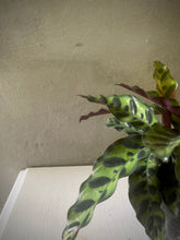 Cargar imagen en el visor de la galería, Calathea Rattlesnake