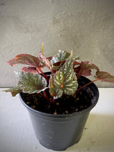 Cargar imagen en el visor de la galería, Begonia caracol