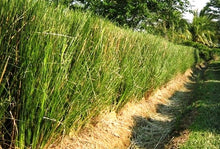 Cargar imagen en el visor de la galería, Vetiver- (Chrysopogon zizanioides)