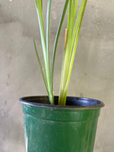 Cargar imagen en el visor de la galería, Vetiver- (Chrysopogon zizanioides)