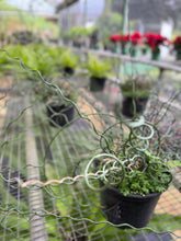 Cargar imagen en el visor de la galería, Juncus Spiralis – Planta Tirabuzón (Tiesto 6”)