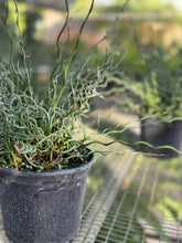 Cargar imagen en el visor de la galería, Juncus Spiralis – Planta Tirabuzón (Tiesto 6”)