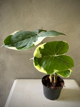 Cargar imagen en el visor de la galería, Alocasia Mickey Mouse