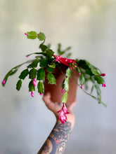 Cargar imagen en el visor de la galería, Zygocactus – Cactus Navideño (Tiesto 8”)