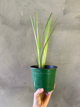 Cargar imagen en el visor de la galería, Vetiver- (Chrysopogon zizanioides)