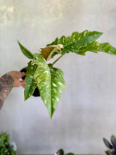 Cargar imagen en el visor de la galería, Philodendron Ring of Fire Variegado – Coleccionable (Tiesto 6”)