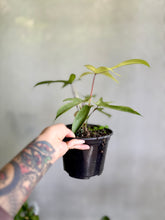 Cargar imagen en el visor de la galería, Philodendron Florida Ghost – Coleccionable (Tiesto 6”)