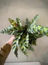 Cargar imagen en el visor de la galería, Calathea Rattlesnake
