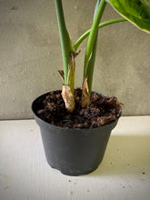 Cargar imagen en el visor de la galería, Alocasia Mickey Mouse