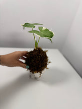 Cargar imagen en el visor de la galería, Kokedama en Base de Cerámica — Mini Escultura Botánica