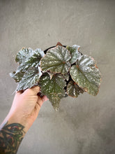 Cargar imagen en el visor de la galería, Begonia caracol