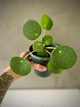 Cargar imagen en el visor de la galería, Pilea peperomioides