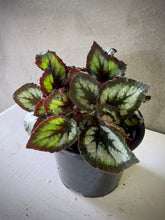 Cargar imagen en el visor de la galería, Begonia Rex