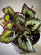 Cargar imagen en el visor de la galería, Begonia Rex