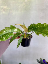 Cargar imagen en el visor de la galería, Philodendron Ring of Fire Variegado – Coleccionable (Tiesto 6”)