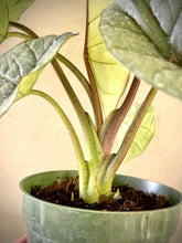 Cargar imagen en el visor de la galería, Alocasia baginda ‘Silver Dragon’