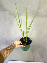 Cargar imagen en el visor de la galería, Vetiver- (Chrysopogon zizanioides)