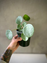 Cargar imagen en el visor de la galería, Pilea peperomioides