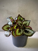 Cargar imagen en el visor de la galería, Begonia Rex