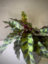 Cargar imagen en el visor de la galería, Calathea Rattlesnake