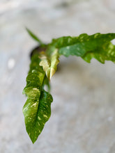 Cargar imagen en el visor de la galería, Philodendron Ring of Fire Variegado – Coleccionable (Tiesto 6”)