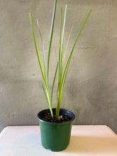 Cargar imagen en el visor de la galería, Vetiver- (Chrysopogon zizanioides)